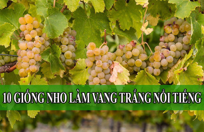 10 giống nho trắng làm rượu vang nổi tiếng nhất thế giới Attanasio